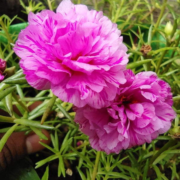 Pathumani 5 Types Cuttings Portulaca P02 - Mini's Lifestyle Store- Buy Seeds in India