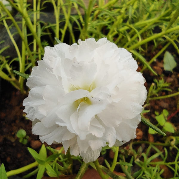 Pathumani 5 Types Cuttings Portulaca P02 - Mini's Lifestyle Store- Buy Seeds in India