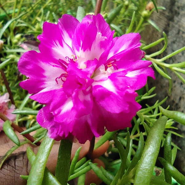 Pathumani 5 Types Cuttings Portulaca P02 - Mini's Lifestyle Store- Buy Seeds in India