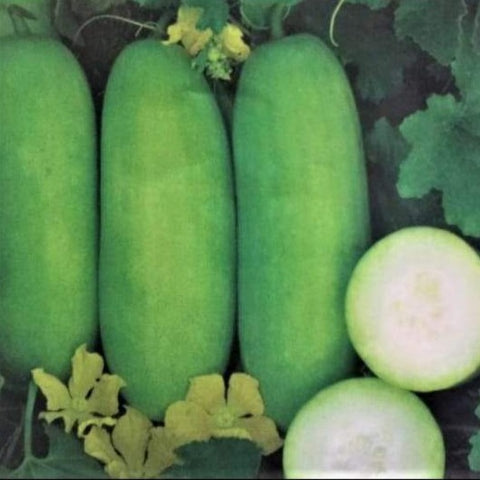 Tsunami Kumbalam Vegetable Seeds | Ash Gourd - Mini's Lifestyle Store- Buy Seeds in India