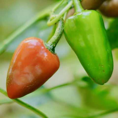 Gundu Mulaku | Chilli Seeds - Mini's Lifestyle Store- Buy Seeds in India