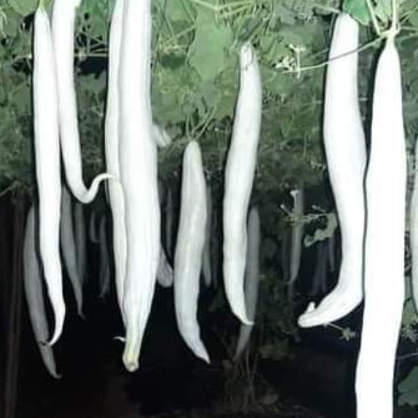 snake gourd plant pictures Baby Padavalam Seeds