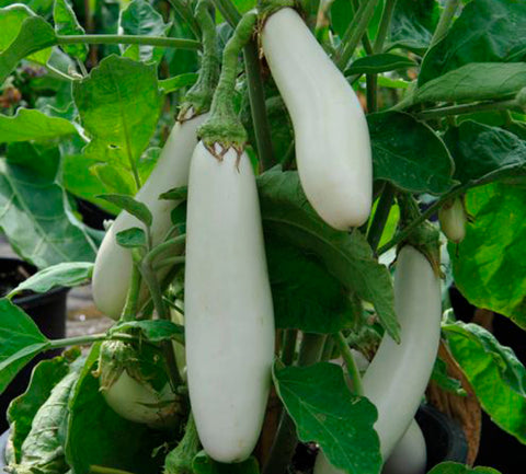 White long Vazhuthana  Seed