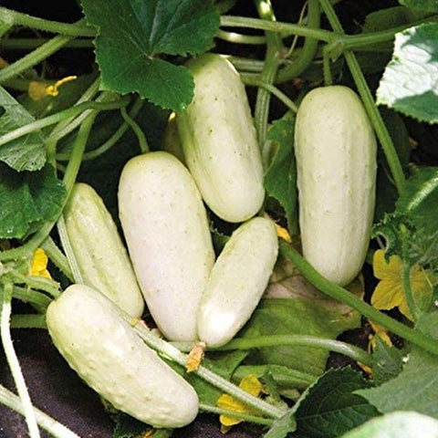 White Salad Cucumber Seeds - Mini's Lifestyle Store- Buy Seeds in India