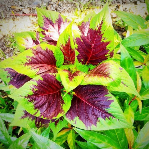 Mayilpeeli Cheera Seeds | Amaranthus - Mini's Lifestyle Store- Buy Seeds in India