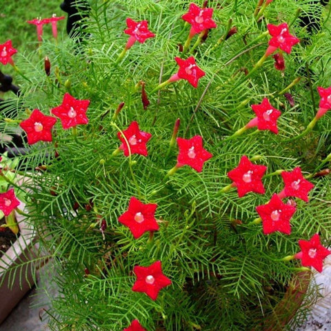 Akasha Mulla Red Cypress Vine, Star Ipomoea Flower Seeds - Mini's Lifestyle Store- Buy Seeds in India