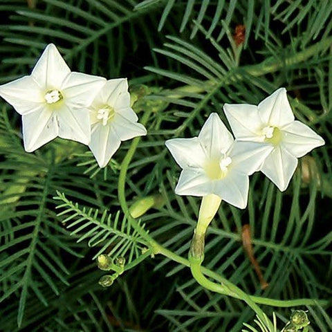 Akasha Mulla White Cypress Vine, Star Ipomoea Flower Seeds - Mini's Lifestyle Store- Buy Seeds in India