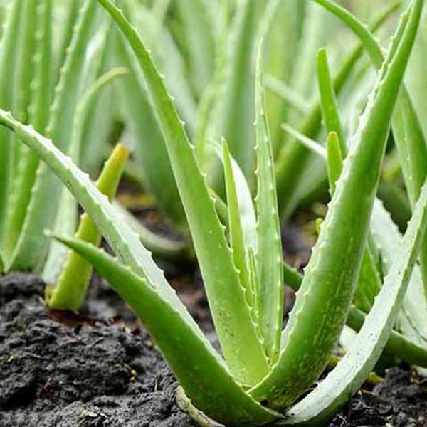 Aloe vera - Succulent Plant with pot - Mini's Lifestyle Store- Buy Seeds in India