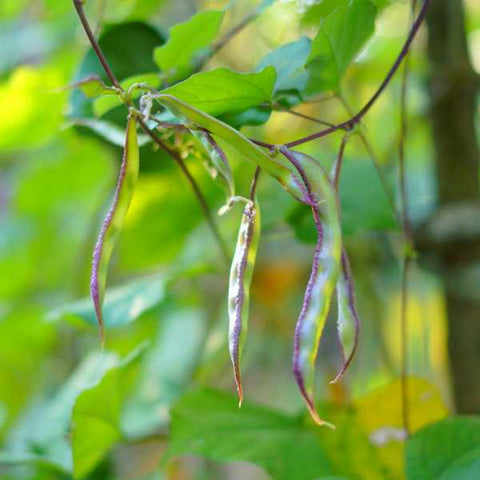Pandal Amara Payar Grace Seeds | Flat Beans - Mini's Lifestyle Store- Buy Seeds in India