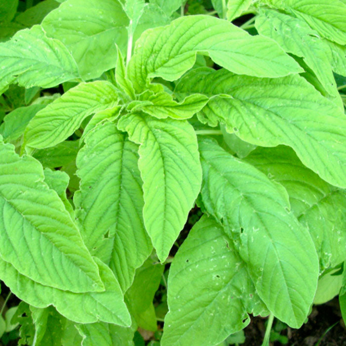 Pal Cheera Seeds (Amaranthus ) - Mini's Lifestyle Store- Buy Seeds in India