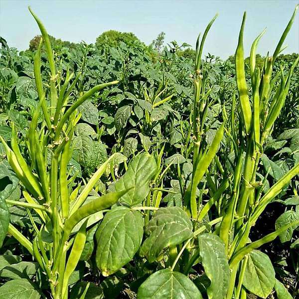 Hybrid Sambar Amara Payar Seeds | Cluster Beans - Mini's Lifestyle Store- Buy Seeds in India