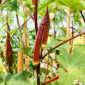 Red Ana Komban Venda | Ladies Finger Seeds | Okra - Mini's Lifestyle Store- Buy Seeds in India
