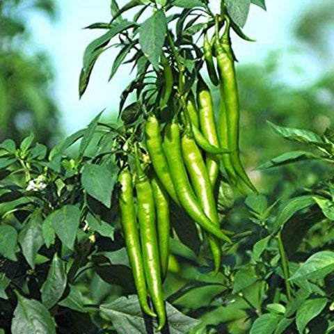 Anugraha Neelan Mulaku Seeds | Chilli Seeds - Mini's Lifestyle Store- Buy Seeds in India