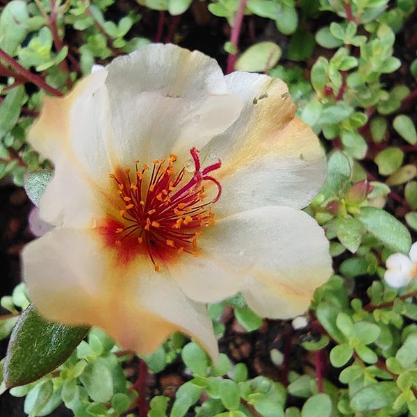 Pathumani 5 Types Cuttings Portulaca P04 - Mini's Lifestyle Store- Buy Seeds in India