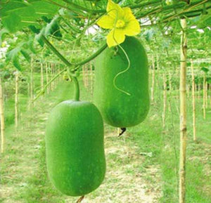 Kumbalam Vegetable Seeds | Wax Gourd ( Thadiyankai ) - Mini's Lifestyle Store- Buy Seeds in India