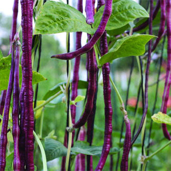 Hybrid Violet Long Payar Seeds | Beans - Mini's Lifestyle Store- Buy Seeds in India
