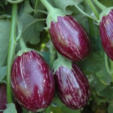 brinjal plant from seed Brinjal Green Long ( Vazhuthana ) Seed