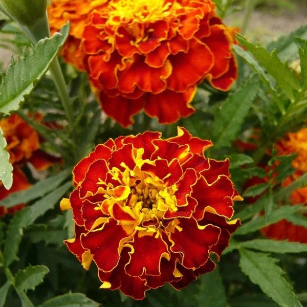 Marigold French Red Brocade ( Bhendi )- Flower Seeds