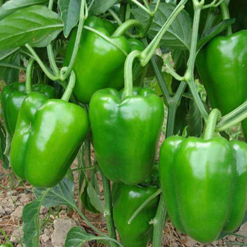 Capsicum Green Seeds | Bell peppers - Mini's Lifestyle Store- Buy Seeds in India