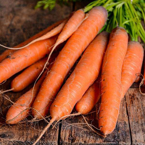 Carrot Seeds - Mini's Lifestyle Store- Buy Seeds in India