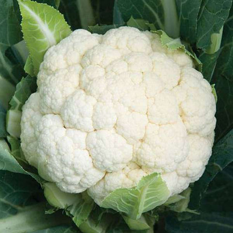 Cauliflower Seeds - Mini's Lifestyle Store- Buy Seeds in India