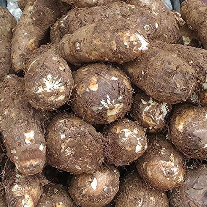 Nadan Chembu ( 900 g ) - Mini's Lifestyle Store- Buy Seeds in India