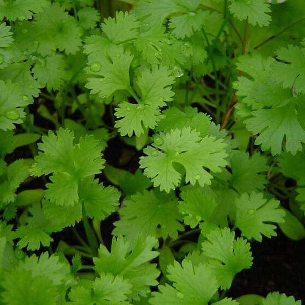 Hybrid Coriander Seeds | Malli Seed - Mini's Lifestyle Store- Buy Seeds in India