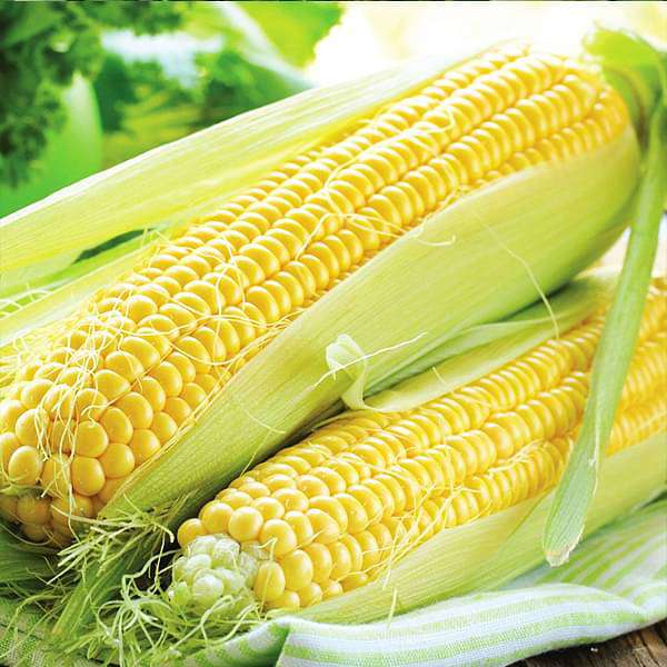 Corn Seeds - Mini's Lifestyle Store- Buy Seeds in India