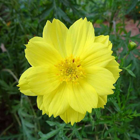Cosmos Yellow Flower Seeds - Mini's Lifestyle Store- Buy Seeds in India