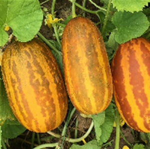 Vellari Seeds - Mini's Lifestyle Store- Buy Seeds in India