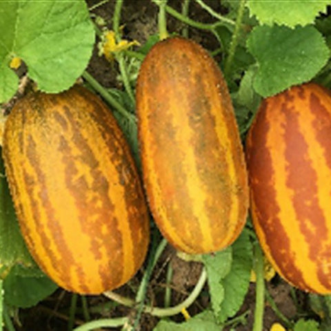 Vellari Seeds - Mini's Lifestyle Store- Buy Seeds in India