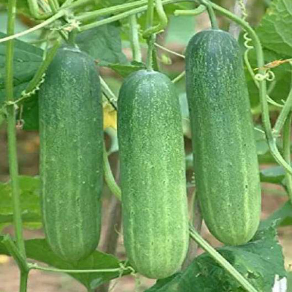 Salad Cucumber Seeds (Heera) - Mini's Lifestyle Store- Buy Seeds in India