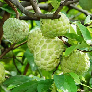 Custard Apple Fruit Seeds - Mini's Lifestyle Store- Buy Seeds in India