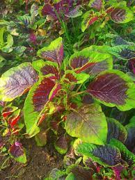 Mayilpeeli Cheera Seeds | Amaranthus - Mini's Lifestyle Store- Buy Seeds in India