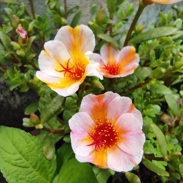 Pathumani 5 Types Cuttings Portulaca P04 - Mini's Lifestyle Store- Buy Seeds in India