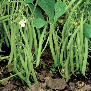 Green Kutti Beans | Bush Beans Seeds