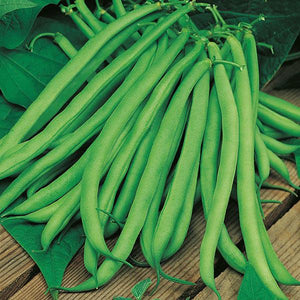 Climbing French Beans Seeds - Mini's Lifestyle Store- Buy Seeds in India