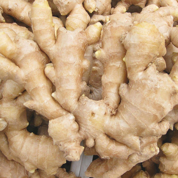 Inji Vithu | Ginger Roots ( 450 g ) - Mini's Lifestyle Store- Buy Seeds in India