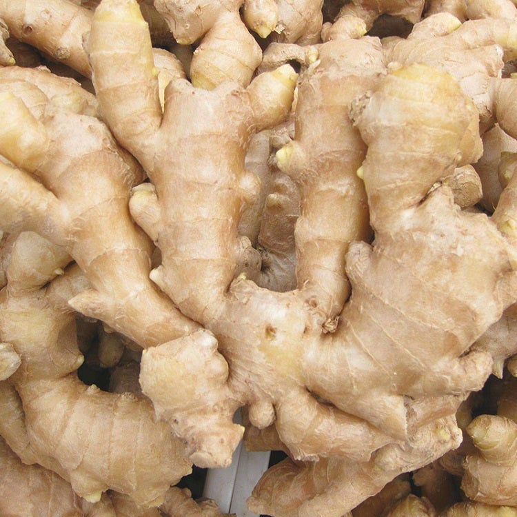 Inji Vithu | Ginger Roots ( 900g ) - Mini's Lifestyle Store- Buy Seeds in India