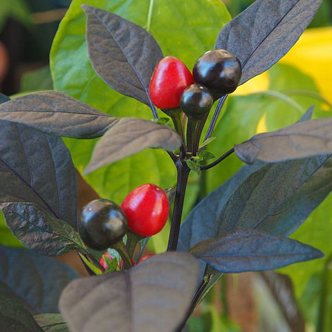 Munthiri Mulaku | Grapes Chilli Seeds - Mini's Lifestyle Store- Buy Seeds in India