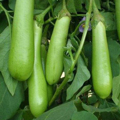 Brinjal Green Long ( Haritha Vazhuthana ) Seed | Egg Plant - Mini's Lifestyle Store- Buy Seeds in India
