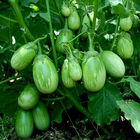 Green White Vazhuthana Seeds - Mini's Lifestyle Store- Buy Seeds in India