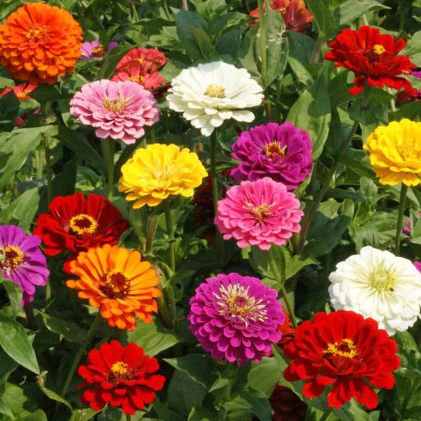 Zinnia Elegans Flower Seeds Mixed Colours - Mini's Lifestyle Store- Buy Seeds in India