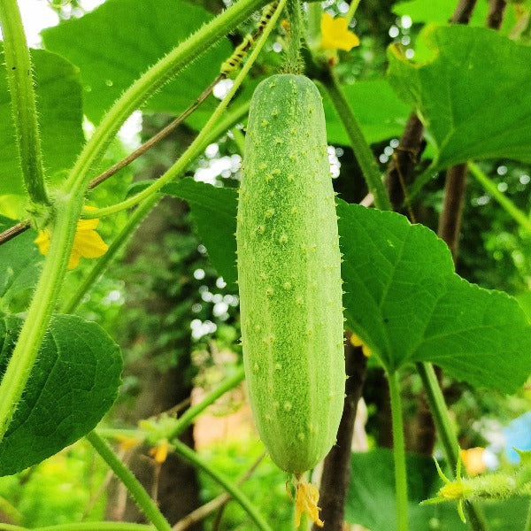 Salad Cucumber Seeds (Subra) - Mini's Lifestyle Store- Buy Seeds in India