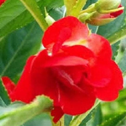 Balsam Red Flower Seeds - Mini's Lifestyle Store- Buy Seeds in India