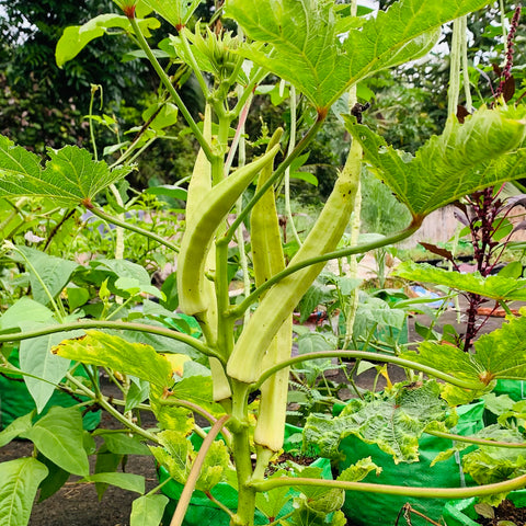 Salkeerthi Venda | Ladies Finger Seeds | Okra - Mini's Lifestyle Store- Buy Seeds in India