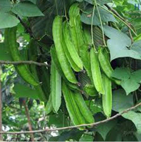 Neelan Chathurapayar Seeds | Winged Beans