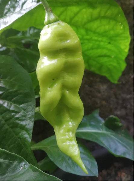 Neelan Unda Mulaku | Mali Chilli Seeds