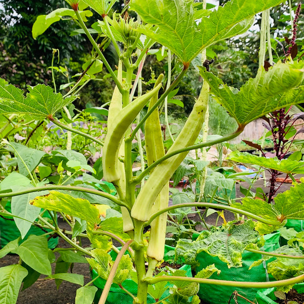 Ana Komban Venda | Ladies Finger Seeds | Okra - Mini's Lifestyle Store- Buy Seeds in India
