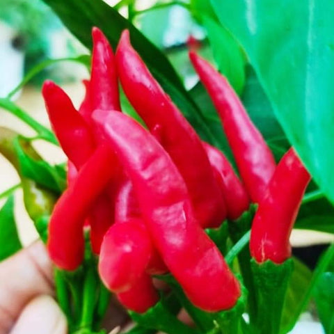 Ujwala Mulaku | Chilli Seeds - Mini's Lifestyle Store- Buy Seeds in India
